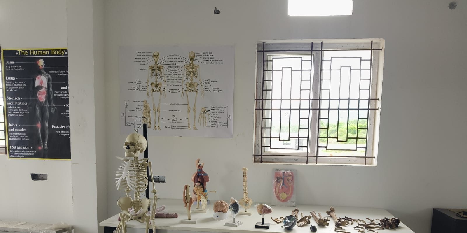 Anatomy lab with an articulated skeleton, organ and brain models, a spine model and bone specimens